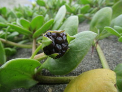 Nolana paradoxa
