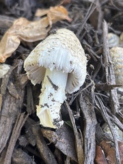 Coprinopsis