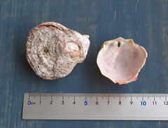 Spondylus