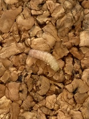 Plodia interpunctella