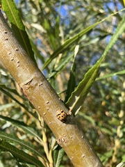 Tuberolachnus salignus