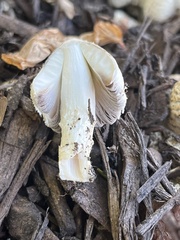 Coprinopsis