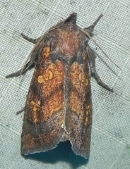 Papaipema impecuniosa