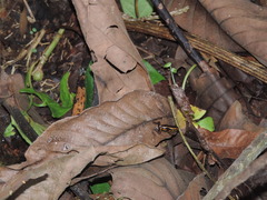 Andinobates fulguritus