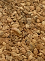 Plodia interpunctella