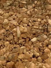 Plodia interpunctella