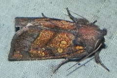 Papaipema impecuniosa