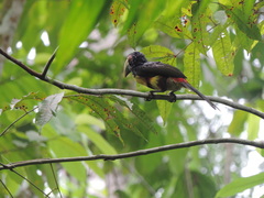 Pteroglossus torquatus