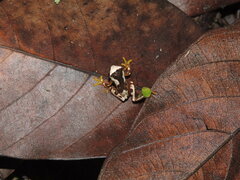 Dendropsophus ebraccatus