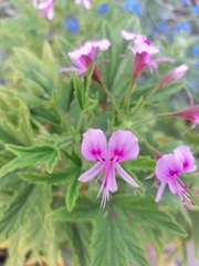 Pelargonium citronellum