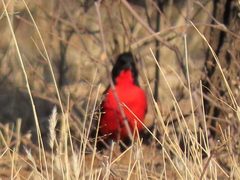 Laniarius atrococcineus