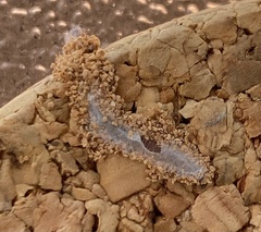 Plodia interpunctella