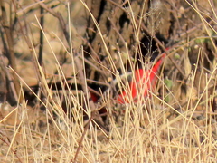 Laniarius atrococcineus
