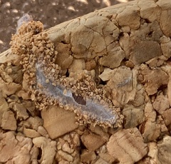 Plodia interpunctella