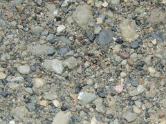 Sphaerodactylus