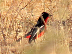 Laniarius atrococcineus