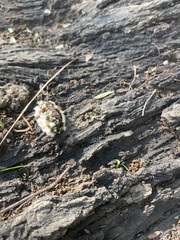 Megalopyge defoliata