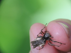 Wagneriana
