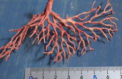 Melithaea