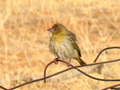 Ploceus velatus caurinus