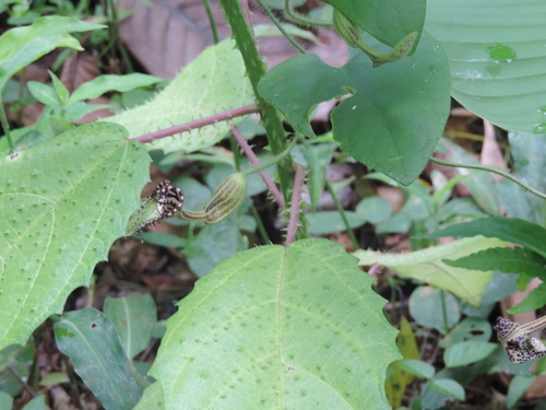 Aristolochia pilosa, photograph 5