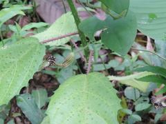 Aristolochia pilosa