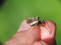Wagneriana