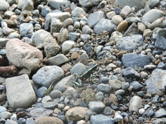 Dendrobates truncatus