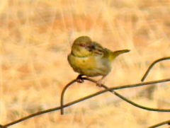 Ploceus velatus caurinus