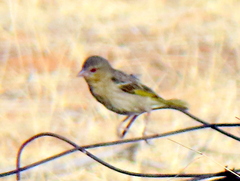 Ploceus velatus caurinus
