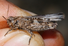 Acrotylus fischeri