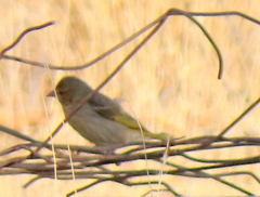 Ploceus velatus caurinus