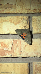 Catocala nupta