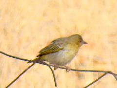 Ploceus velatus caurinus