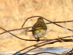 Ploceus velatus caurinus