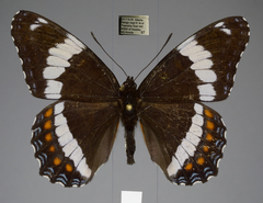 Limenitis arthemis rubrofasciata