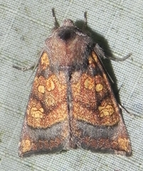 Papaipema impecuniosa