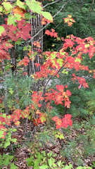 Acer