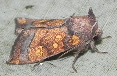 Papaipema impecuniosa
