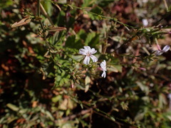 Plumbago europaea