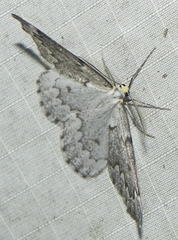 Nepytia canosaria