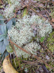 Cladonia subtenuis