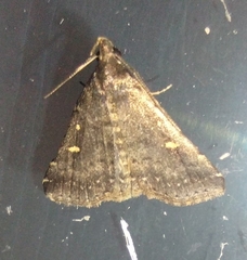 Tetanolita mynesalis