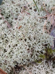 Cladonia subtenuis