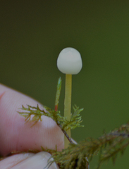 Mycena epipterygia