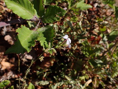 Plumbago europaea