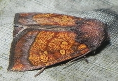 Papaipema impecuniosa