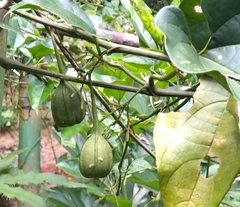 Aristolochia acuminata
