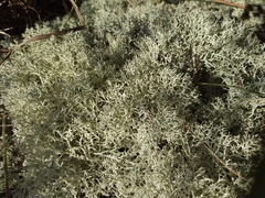Cladonia subtenuis