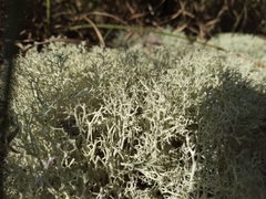 Cladonia subtenuis